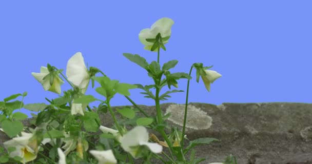 White Viola Tricolor Near Paved Road Flower Green Leaves Grass on Blue Screen Plants Violets Are Fluttering at the Wind Sunny Summer or Spring Day Outdoors — Stock Video