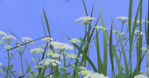 Apiaceae tra l'erba su schermo blu foglie verdi piante d'erba su un gambi secchi ondeggiano al vento ombrelliferi bianchi Soleggiato Estate o Primavera dell'Europa — Video Stock