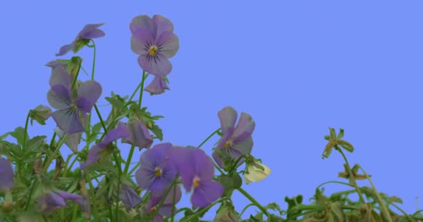 Violet Viola Tricolor Flower Green Leaves Grass on Blue Screen Plants Violets Are Swaying Fluttering at the Wind Sunny Summer or Spring Day Outdoors Studio — Stock Video