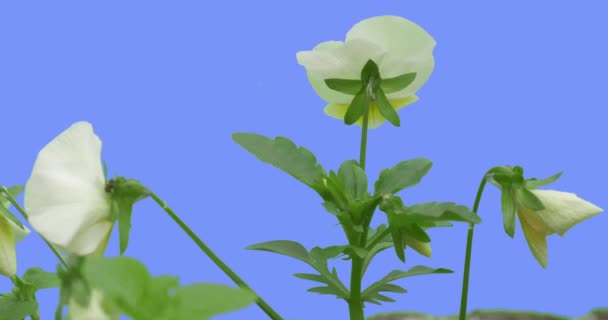Λευκά λουλούδια μερικά Viola Tricolor λουλούδι πράσινα φύλλα χλόης σε μπλε οθόνη φυτά βιολέτες φτερουγίσματα κατά τον άνεμο ηλιόλουστο καλοκαίρι ή άνοιξη ημέρα σε εξωτερικούς χώρους — Αρχείο Βίντεο