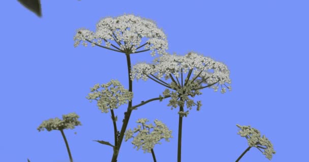 Зонтичні заводу на синій екран зелене листя рослини трави на сухих стеблах погойдуючись на на вітер білий сімейства зонтичних сонячних літніх або Весняний день — стокове відео