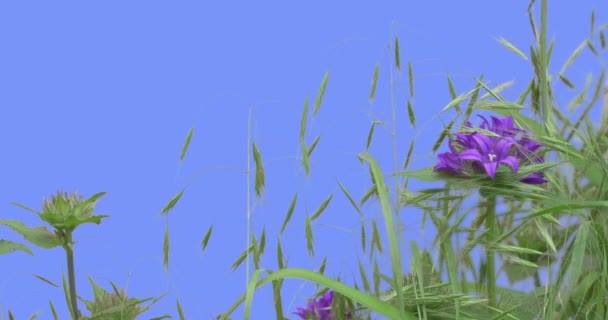 Stalks of Field Grass Violet Flowers Ears Plants on a Lawn or Flowered on Blue Screen Sunny Summer Day Green Grass Blades Are Swaying at the Wind — Stock Video