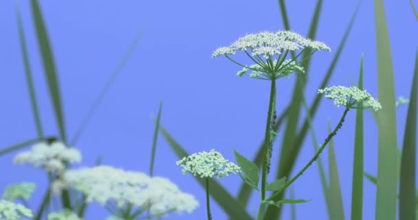 Apiaceae e lame d'erba su schermo blu foglie verdi piante d'erba su un gambi secchi ondeggiano al vento Umbelliferae bianco Sunny Summer Spring Day — Video Stock