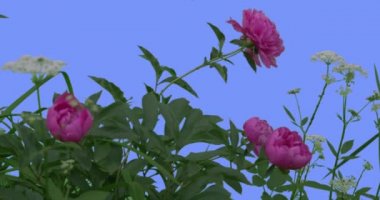Mavi ekran yeşil yaprakları çimen çiçek açan çiçekler alan çiçekler üzerinde beyaz Umbelliferae Rüzgar güneşli yaz sallanan veya gün bahar pembe Peonies