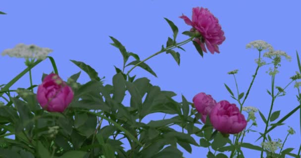 Růžové pivoňky bílé Umbelliferae na modré obrazovce zelené listy trávy kvetoucí květiny pole květy jsou kýval na slunné letní vítr nebo jarní den — Stock video