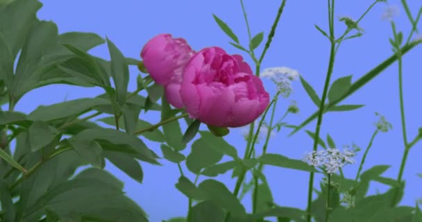 Ροζ Peonies κεφάλια λευκό Umbelliferae σε μπλε οθόνη πράσινα φύλλα χλόης ανθισμένα λουλούδια πεδίο λουλούδια είναι ταλαντεύονται στο ηλιόλουστο καλοκαίρι άνεμος ή η άνοιξη της Ευρώπης — Αρχείο Βίντεο