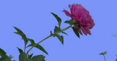 Tek pembe Peony çiçek çiçek açan çiçekler alan çiçekler Rüzgar güneşli yaz sallanan veya gün bahar mavi ekran yeşil yaprakları çim kafasına