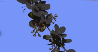 Barberry Concorde Küçük Çiçekler Mor Çalı Cüce Küre Şekilli Çalı Derin Mor Kadifemsi Yaprakları Rüzgar Güneşli Yaz veya Bahar Sallanan Ile Şubesi
