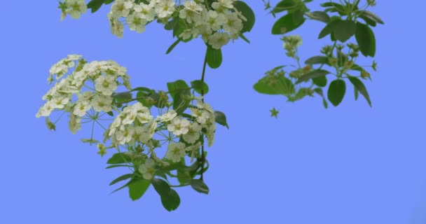 Spiraea větev nakloní dolů bílé květy na modré obrazovce zelené listy tenké zelené větev je kymácející vlající na slunné letní vítr nebo jarní den venku — Stock video