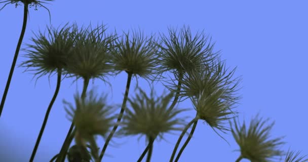 Plantas decorativas de hierba de campo en forma de palma Flores silvestres en pantalla azul Hojas delgadas en un día de verano soleado superior Hojas verdes de hierba se balancean al viento — Vídeos de Stock