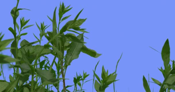 Grüne Wiese Gras auf blauem Bildschirm Pflanzen grüne Blätter Gras dünne grüne junge Äste schwanken flatternd im Wind sonniger Sommerfrühlingstag im Freien — Stockvideo