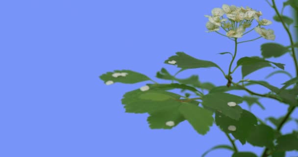 Verschoten witte bloemen van Spiraea op blauw scherm groene bladeren dunne groene tak is wuivende Fluttering op de wind zonnige zomer of lente dag buitenshuis — Stockvideo