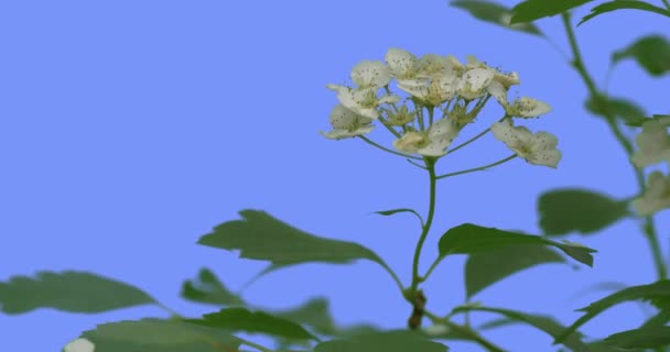 Flores blancas de Spiraea se desvanecen Pantalla azul Hojas verdes Rama verde delgada se balancea revoloteando al viento Soleado Verano o Primavera de Europa al aire libre — Vídeos de Stock