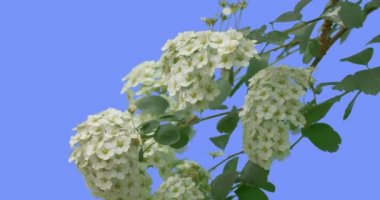 White Flowers of Spiraea Young Shrub on Blue Screen Green Leaves Thin Green Branch is Swaying Fluttering at the Wind Sunny Summer or Spring Day Outdoors