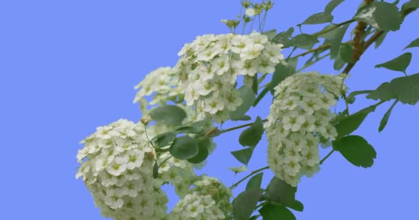 Weiße Blüten von Spiraea junger Strauch auf blauem Bildschirm grüne Blätter dünnen grünen Zweig schwankt flatternd im Wind sonnigen Sommer oder Frühlingstag im Freien — Stockvideo