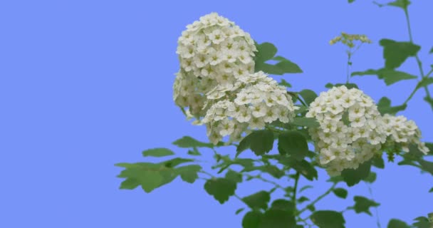 Fiori bianchi di Spiraea giovane arbusto su schermo blu foglie verdi sottile ramo verde è ondeggiante svolazzante al vento Sunny Summer o Primavera dell'Europa all'aperto — Video Stock