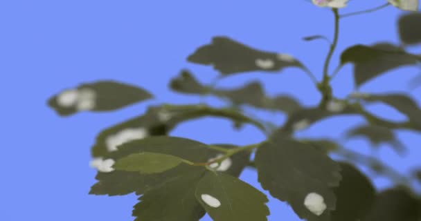White Fallen Pétalas de Spiraea em folhas verdes Tela Azul Thin Green Branch está balançando Fluttering no vento ensolarado verão ou primavera dia ao ar livre — Vídeo de Stock