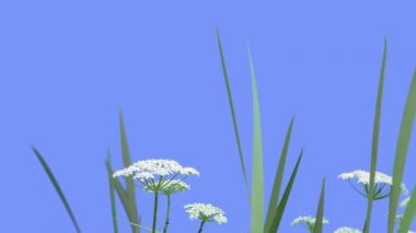 Apiaceae Mavi Ekran Yeşil Yaprakları Çim Bitkiler Kuru Sapları üzerinde Çiçek Duyar Rüzgar Beyaz Umbelliferae Güneşli Yaz veya Bahar sallanan vardır