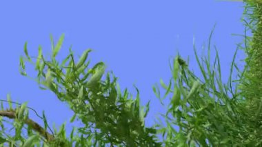 Woody Stalks of Willow Young Tree on Blue Screen Narrow Long Leaves Plants on a Lawn Sunny Summer Day Green Grass Blades Are Swaying at the Wind