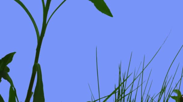 Siluetas tallos de hierba de campo estrecha deja plantas en un césped o floreció en la pantalla azul soleado verano día verde hierba cuchillas se balancean al viento — Vídeo de stock