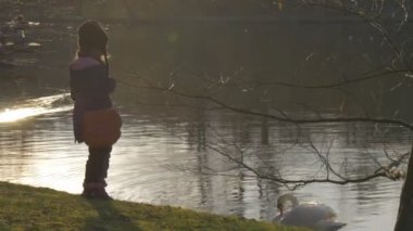 Çocuk kuğu ayakta beyaz kuş sulu yüzey sakin gölet dalgalanan su güneş yansıma günbatımı bahar tarafından yüzüyor Nehri kıyısında, arıyor