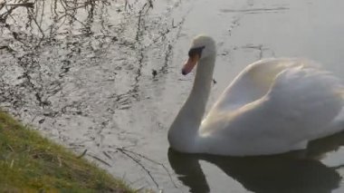 Besleme arama için gıda Nibbling Gölü banka Yüzme sulu yüzey sakin sakin gölet dalgalanan su ağaçlar yansıma tarafından bir çim beyaz kuğu.