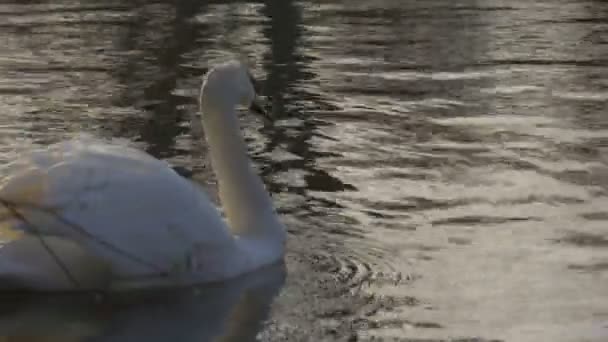 L'uccello bianco del cigno sta nuotando in superficie acquosa Tranquillo stagno sereno che alimenta il cigno su un lago o un fiume Ondeggiante Riflessione di alberi e sole dell'acqua Primavera — Video Stock