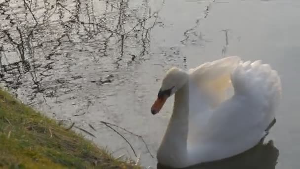 Weißer Schwanenvogel knabbert an einem Grasufer, schwimmt an wässriger Oberfläche ruhig ruhiger Teich plätschert Wasser Sonne und Bäume Reflexion Frühling — Stockvideo