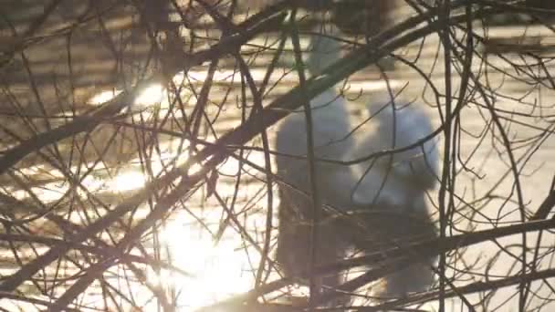 White Swan Silhouette fågel simmar av vatten ytan lugn fridfull damm utfodring Swan på en sjö eller flod porlande vatten Sun reflektion våren — Stockvideo