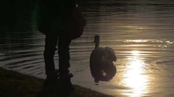 Kid Silhouette står vid sjön Bank Swan fågeln simmar genom lugn fridfull damm liten sjö eller flod porlande vatten solljus reflektion Springtime — Stockvideo