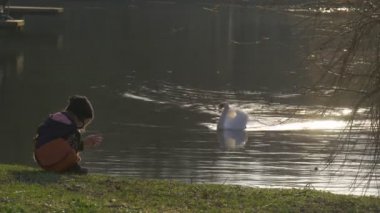 Beyaz Kuğu yaklaşımlar Gölü banka seyir için gıda kuğu bir çocuğun Tranquil sakin gölet küçük kız bir yeşil göl kıyısında oturuyor tarafından yüzüyor