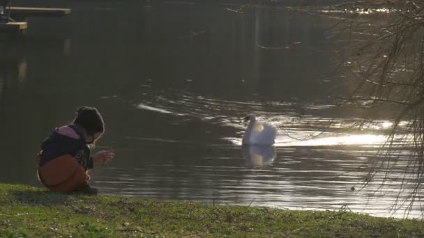El cisne blanco se acerca a un niño en la orilla del lago buscando comida El cisne está nadando en un tranquilo estanque sereno La niña está sentada en una orilla verde de un lago — Vídeo de stock