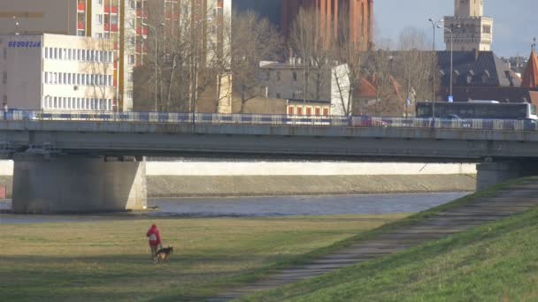 Женщина гуляет с немецкой овчаркой Городской пейзаж Зеленый луг на берегу реки Собака тянет владельца нюхая траву Солнечные дрозды — стоковое видео