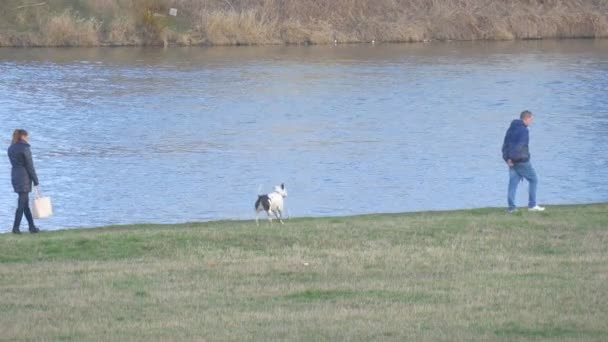男人是行走与白色的比特犬年轻女人与白色袋子是走在后面的人和在绿色草地上的站在河银行温和的冬天 — 图库视频影像