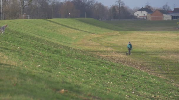 Persoon is dat wandelen met een zwart Small hond andere hond trekt de leiden naar het kleine hond door de eigenaar van een groene weide in blauwe jas, milde Winter en zonnige dag — Stockvideo