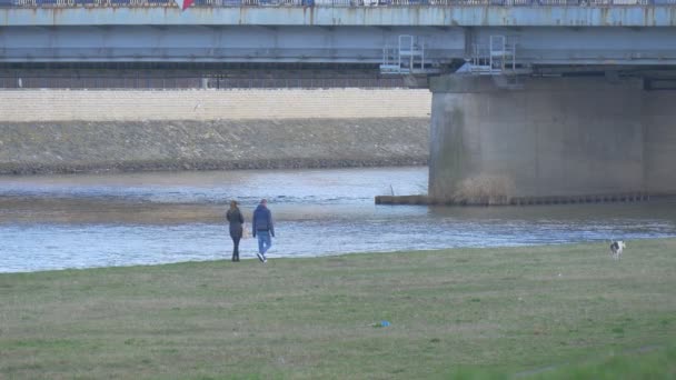 男女が犬と一緒に歩いている犬のピットブルは、橋の車に向かって川沿いに走り、川岸の穏やかな冬に橋の緑の牧草地によって駆動されます — ストック動画