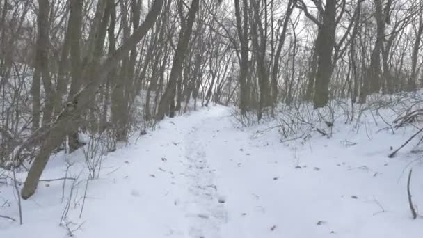 Sentier pédestre dans la forêt Empreintes de pas sur la neige Arbres nus Caméra se déplace entre les arbres Nuageux Journée d'hiver enneigée 