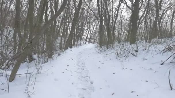 Az erdő lábnyomok a hóban kopár fák kamera a gyalogút a fák felhős havas téli nap között mozog — Stock videók