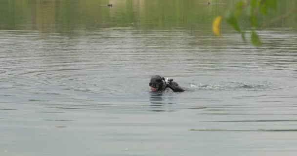 One Diver Man is Diving and Surface Flipper Appears Men Divers Man in Swimwear Black Suit Aqualung Men Are Diving Into Lake River Rippling Water — Stok Video