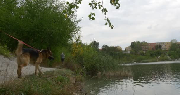 Hombre está caminando con perro pastor alemán perro por sendero a lo largo del río lago Rippling agua casas rojas edificios en el banco opuesto en la colina — Vídeos de Stock