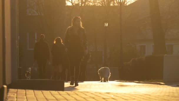 Jovem mulher na rua Opole City Day Polônia Silhuetas de um povo em raios de sol Caminhando pela cidade Street Group of People With Dogs Square Lit by Sun — Vídeo de Stock