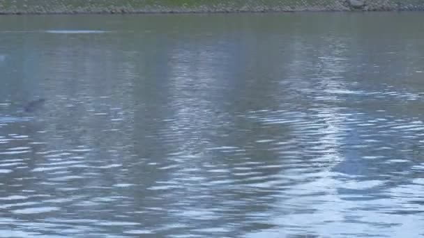 Dos hombres están haciendo kayak hombre sentado en su rodilla remar unas canoas se deslizan a través del río a lo largo de un banco verde parque cerca del agua a través del río nublado día crepúsculo — Vídeos de Stock