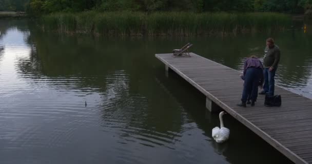 Hombre mujer y niño niña pequeña familia está de pie en muelle de madera mirando blanco cisne natación agua verde caña árboles están alrededor del lago — Vídeo de stock