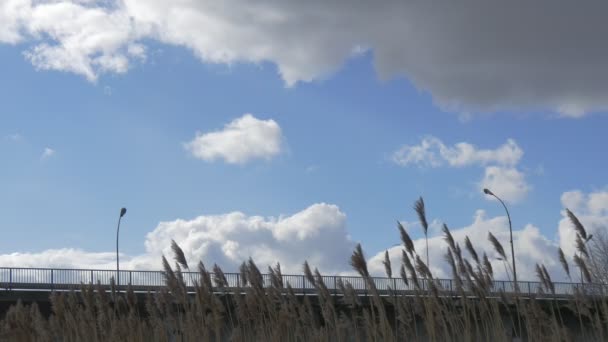 Widok samochodu most przez rośliny Apera trawy są kołyszące się w wiatr samochody napędzane są przez beton Bridge Street lamp błękitne niebo białe i szare chmury — Wideo stockowe