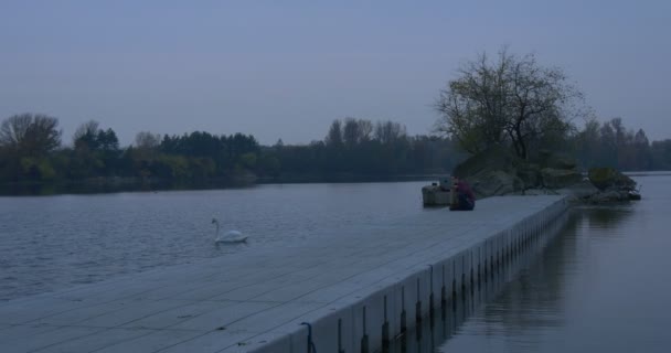 Man innehar en bärbar dator frilansare på en pir River liten ö övervuxen med träd vit svan flyter höstlandskap gult och grönt lämnar kväll skymning — Stockvideo