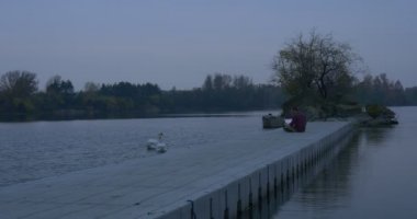 Man Freelancer Laptop River Küçük Ada Ile Pier Oturur Ağaçlar Beyaz İki Kuğu Float Sonbahar Manzara Sarı ve Yeşil Yaprakları Akşam ile Overgrown