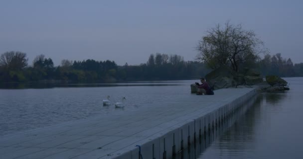 男のフリーランサーは、ラップトップで桟橋に座って、木々で育った川の小さな島を上がる白い2羽の白鳥が秋の風景黄色い葉の夕方 — ストック動画