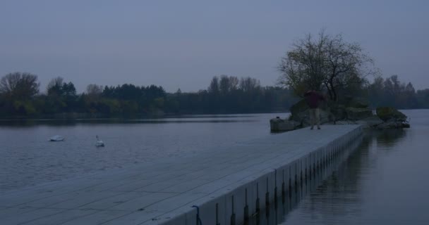 Young Tourist Walks Away by Concrete Pier Swans in a River Small Island Overgrown With Trees Autumn Landscape Dusk Trees on the Opposite Side River Bank — Stockvideo