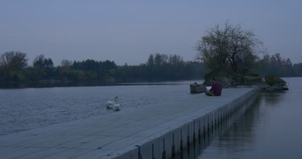 Homem Freelancer senta-se em um cais com Laptop River pequena ilha coberto com árvores branco dois cisnes flutuar outono paisagem amarelo e verde folhas noite — Vídeo de Stock