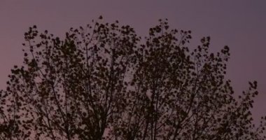 Kuşlar Alacakaranlık Ağacı Crown Siluet Rüzgar Violet Gökyüzü Akşam Güzel Sonbahar Manzara Doğa Colorful Cloudscape Kuru Yapraklar Sallanan Uçan mı